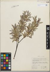 Foto von Salix geyeriana Andersson